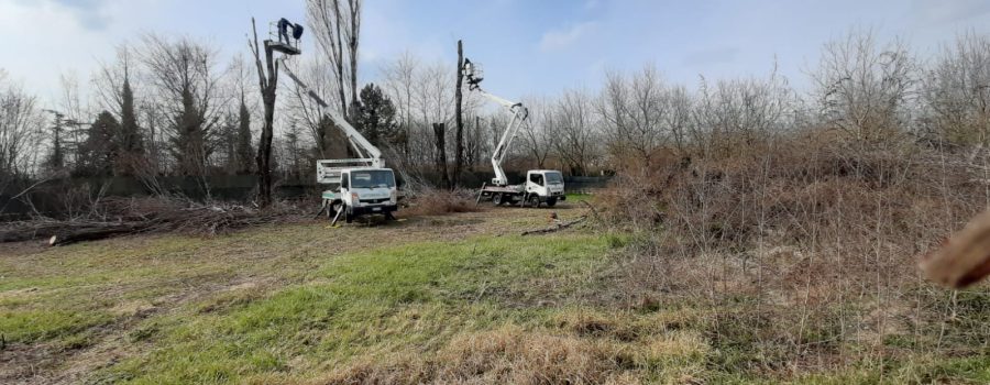 Potatura alberi alto fusto Mantova e provincia